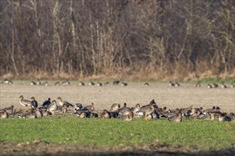 Greater white-fronted geese (Anser albifrons) and Bean Geese (Anser fabalis), Emsland, Lower