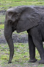 Eating elephant (Loxodonta africana), eating, food, nutrition, sideways, trunk, safari, Chobe