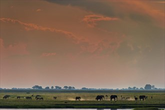 Elephant herd (Loxodonta africana), sunset, backlight, romantic, landscape, evening mood, red sky,