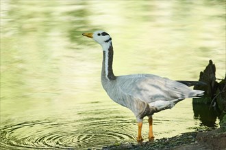 Bar-headed goose (Anser indicus) standing in the water, Bavaria, Germany, Europe
