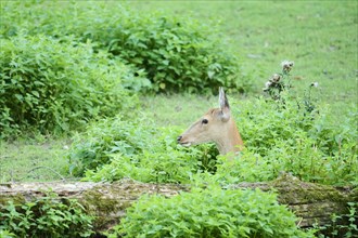 Sika deer (Cervus nippon) hind on a meadow, Bavaria, Germany, Europe