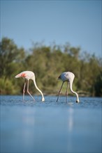 Greater Flamingos (Phoenicopterus roseus) walking in the water, Parc Naturel Regional de Camargue,
