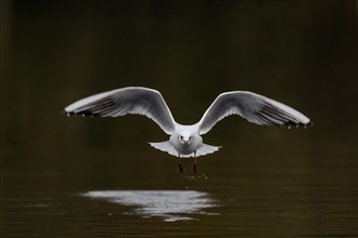 A black-headed gull in flight, Lake Kemnader, Ruhr area, North Rhine-Westphalia, Germany, Europe