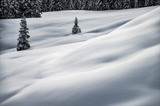 Single spruces (Picea) in a snowy winter landscape, Balderschwang, Oberallgaeu, Bavaria, Germany,