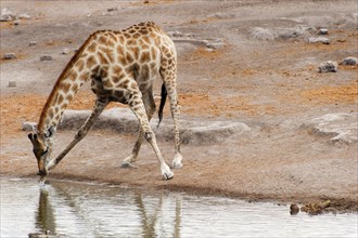 Angolan giraffe (Giraffa giraffa angolensis) drinking at Okaukuejo waterhole in Etosha National