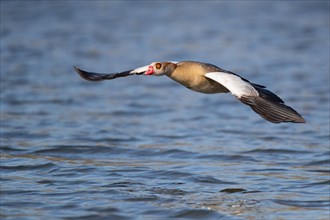 A Egyptian goose flying over a lake, Lake Kemnader, Ruhr area, North Rhine-Westphalia, Germany,