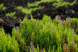 Close-up of bright green heather bushes growing between black lava rocks, north coast, Santa Luzia,