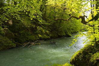 Erlauf, Erlauf Gorge, Purgstall an der Erlauf, Lower Austria