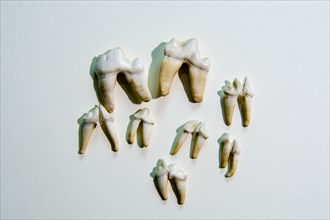 Various teeth from dead animal with roots some of which are broken on white background