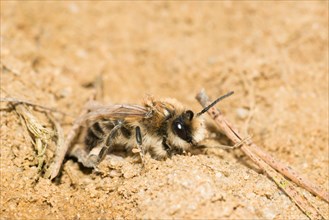 Spring plasterer bee (Colletes cunicularius), female sitting on sandy soil, close-up of wild bee,