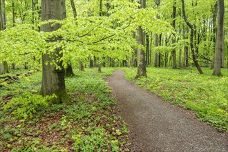 Path through copper beech forest, copper beech (Fagus sylvatica) in spring, Hainich National Park,