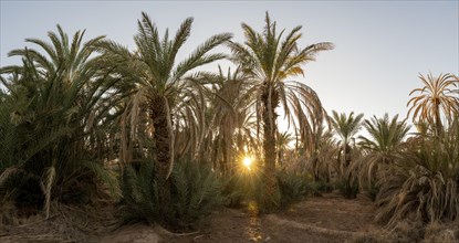 Sunset behind palm plantation, Morocco, Africa