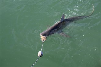 Bronze or copper shark (Carcharhinus brachyurus), lured with a bait, cage diving, near Gaansbai,