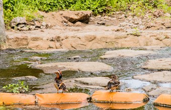 One male and one female mandarin duck on orange sandbags in a small stream in South Korea