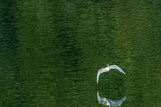 White egret flying gracefully over a lake of water turned green by the reflection of trees on the
