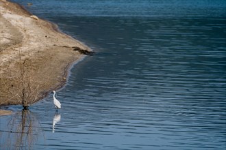Snowy Egret standing in water next to a bush growing in a lake