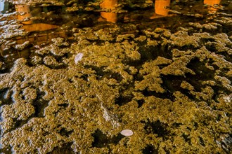 Layer of frog eggs on top of river with reflection of bridge support columns in water