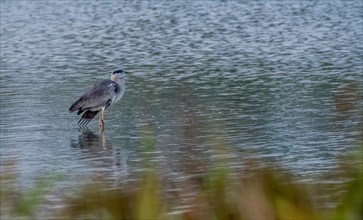 Large gray heron standing in water looking for food with reeds blurred out in the foreground