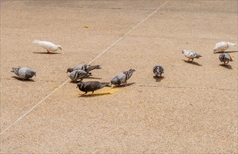 Flock of pigeons eating grain thrown by tourists from sidewalk