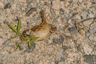 Dead sparrow lying on ground in gravel parking lot