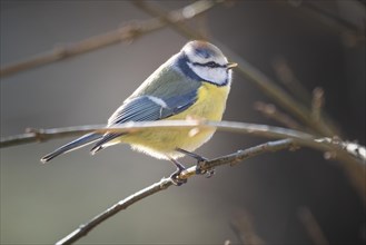 A blue tit (Cyanistes caeruleus) on a branch with a blurred background in soft light, Ternitz,