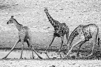 Angolan giraffe (Giraffa angolensis), drinking, drinking, animal, ungulate, black and white,