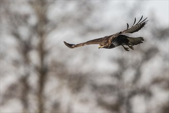 Steppe buzzard (Buteo buteo), flying, Emsland, Lower Saxony, Germany, Europe