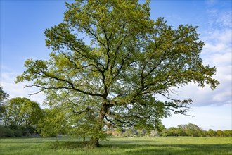 English oak (Quercus robur) in spring, blue sky, Lower Saxony, Germany, Europe