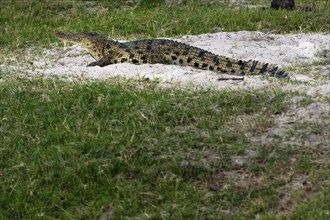 Nile crocodile (Crocodylus niloticus), crocodile, river, safari, travel, wildlife, free-living,