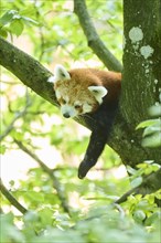Red panda (Ailurus fulgens) lying on a tree, Germany, Europe