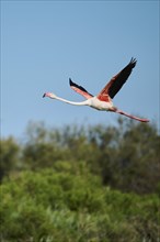 Greater Flamingo (Phoenicopterus roseus) flying, Parc Naturel Regional de Camargue, France, Europe