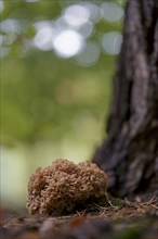Wood cauliflower fungus (Wood Cauliflower crispa), Hesse, Germany, Europe