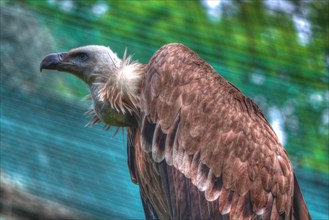 Close-up of a vulture with detailed feathers, vigilant wild animal, Allwetterzoo Muenster,