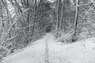 A snow-covered forest path leads between trees with heavy snow loads, Wuppertal Vohwinkel, North