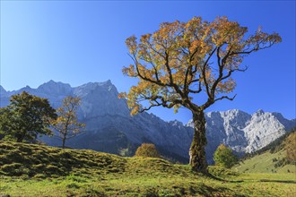 Maple tree in autumn in front of mountains, grazing light, Grosser Ahornboden, Karwendel Mountains,