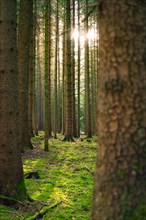 Clearing in the forest with sunbeams falling through the tree trunks, Unterhaugstett, Black Forest,