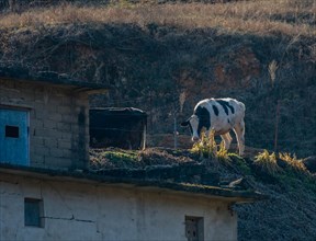 Black and white cow standing near old abandoned building on mountain side in evening sun