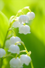 Delicate white flowers, lily of the valley (Convallaria majalis), close-up, macro shot,
