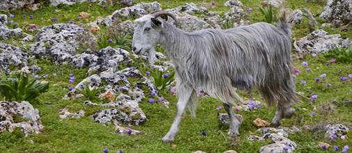 Long-haired grey goat (caprae) standing between stones and greenery, Aradena Gorge, Aradena,