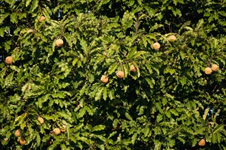 Brazil nuts or Amazon almond tree, Bertholletia excelsa, Amazonas state, Brazil, South America