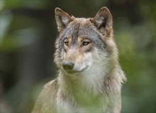 Gray wolf (Canis lupus), portrait, captive, Germany, Europe