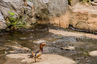 One mandarin duck on a rock in a small stream surrounded by large boulders taken in South Korea