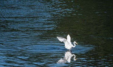 White egret with wings extended landing in a lake of blue water