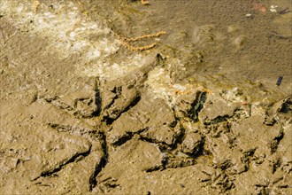 Closeup of foot print of gray heron in the mud at the edge of a river in South Korea