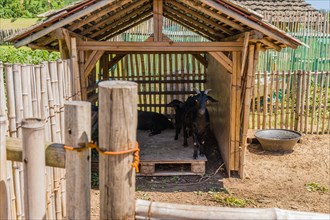 Family of black Bengal goats in wooden shelter surrounded by bamboo fence at rural farm