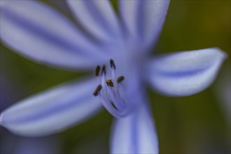 Blue flower of an ornamental lily (Agapanthus), Capolieveri, Elba, Tuscan Archipelago, Tuscany,