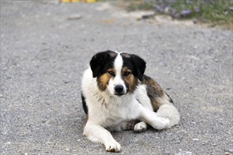 Dog near Rethymno, Crete, Greece, Europe