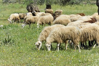 Sheep, landscape near Rethymno, Crete, Greece, Europe
