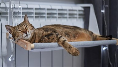 Image of a purebred Bengal cat lying on a hammock attached to a heater. Pet care concept. Mixed