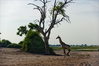 Angolan giraffe (Giraffa angolensis), running, running, running, animal, ungulate, travel,
